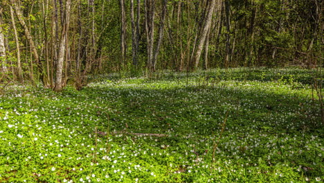 Las-Sombras-De-Las-Nubes-Se-Deslizan-Por-El-Suelo-Del-Bosque-Cubierto-De-Flores-Blancas