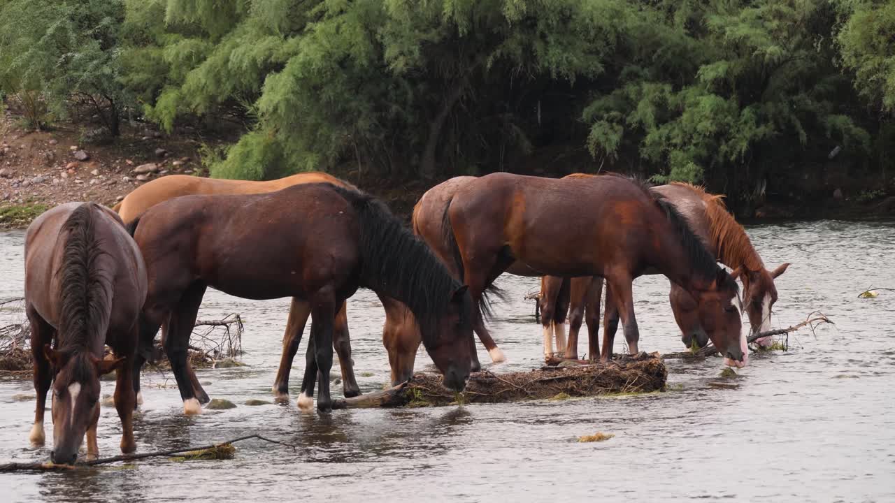 los caballos salvajes comen en fila desde el lecho del río en el río salado en arizona