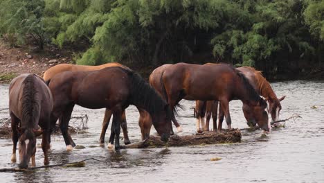 cavalos selvagens comem seguidos do leito do rio no rio salgado no arizona