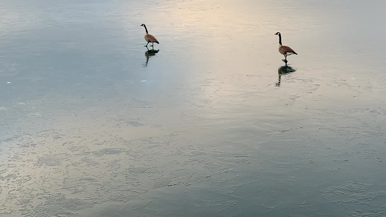 gansos canadienses caminando sobre el hielo