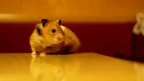 hamster turns free on a wooden table