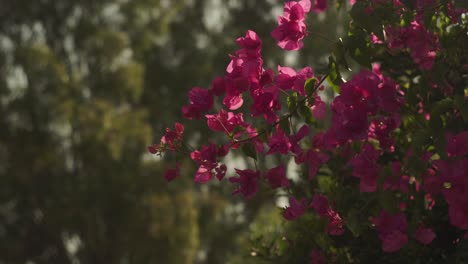 el viento sopla a través de las flores de buganvilla rosadas con un fondo borroso de bokeh