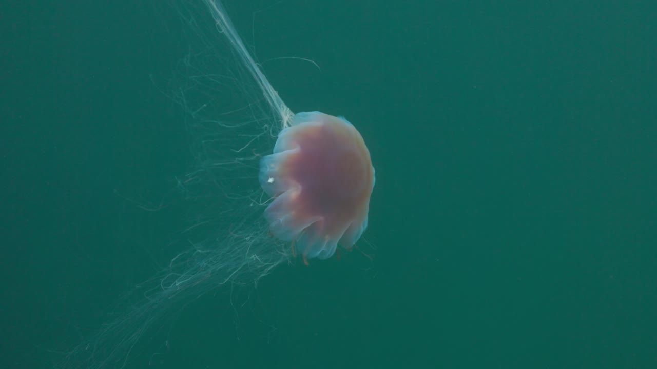 Lion’s Mane Jellyfish Drifting in Cold North Atlantic Waters — Stunning Tentacle Detail and Ethereal Movement Captured in 4K 60 FPS