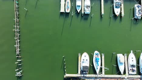 Vista-Directa-De-Las-Flores-De-Algas-Frescas-En-Un-Pequeño-Lago