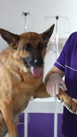dog examination at the veterinary clinic