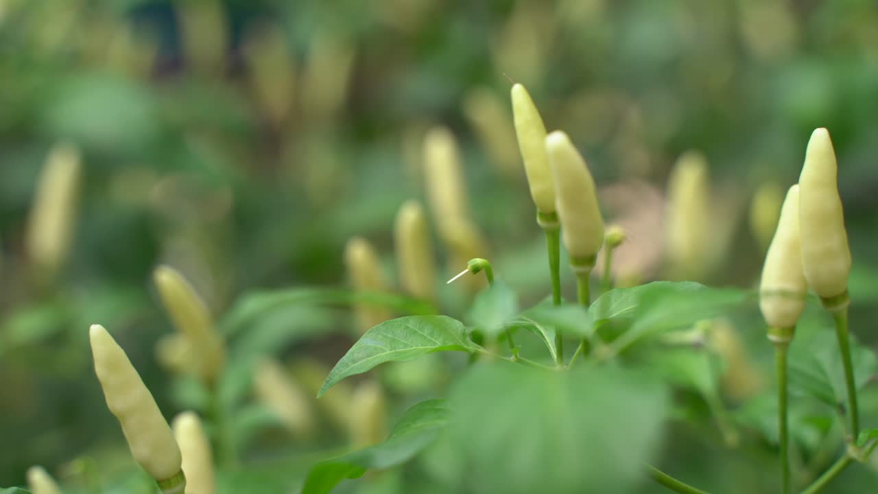 fruta de chile de diferentes colores en el árbol