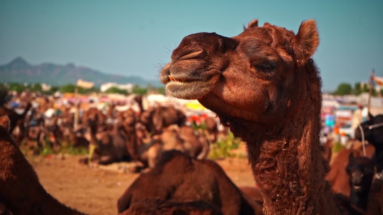 Slo-mo of camel eating-chewing in pushkar, india