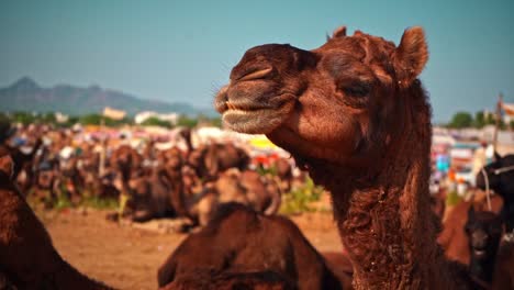 slo-mo of camel eating-chewing in pushkar, india