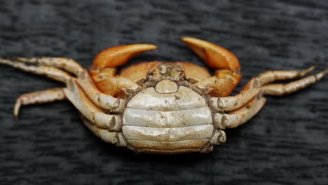 molted crab shell of a female red claw crab showing wide abdominal apron