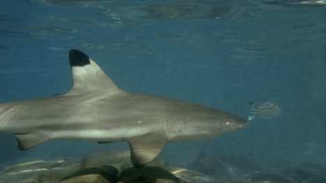 a black tip reef shark swimming peacefully with other species of fish in shallow water - slow motion