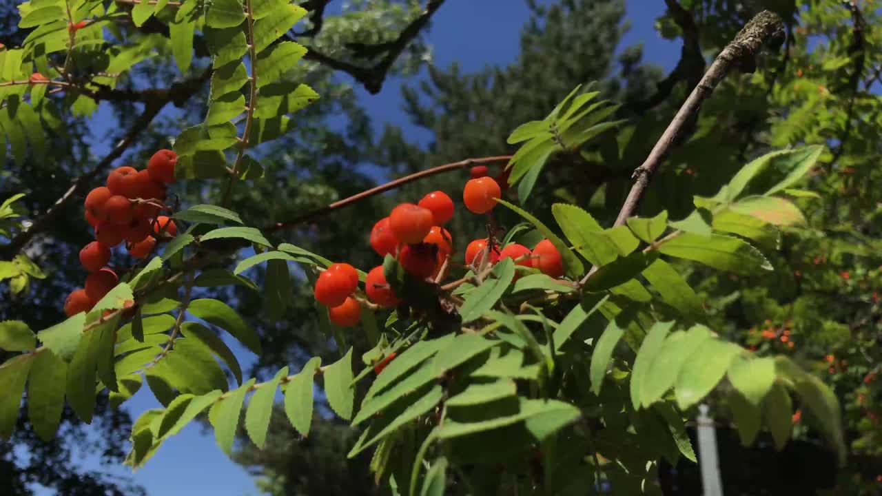 pequeñas bayas rojas soplan en la rama de un árbol en el viento-1