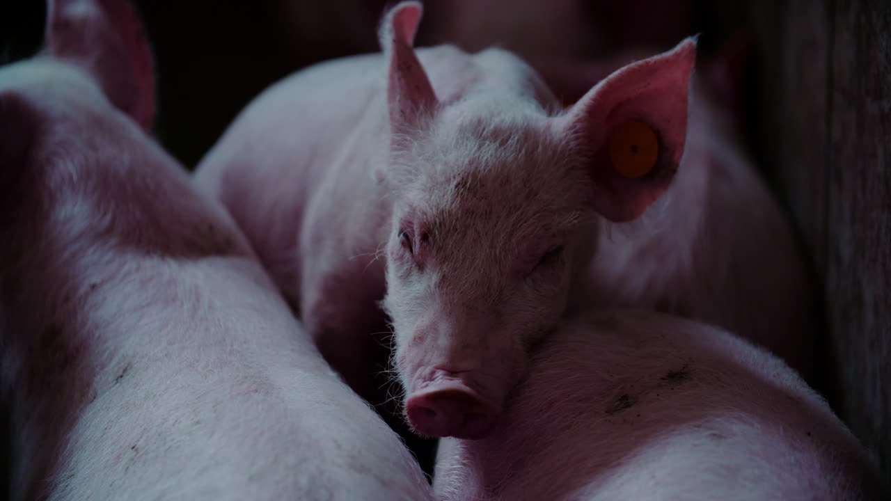 Close-up of Pigs