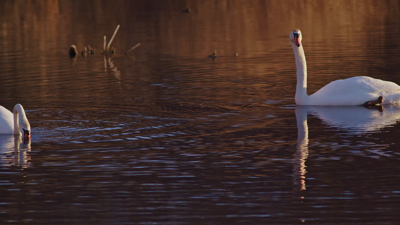 Swans delicately feed in the soft dawn light, in slow motion.