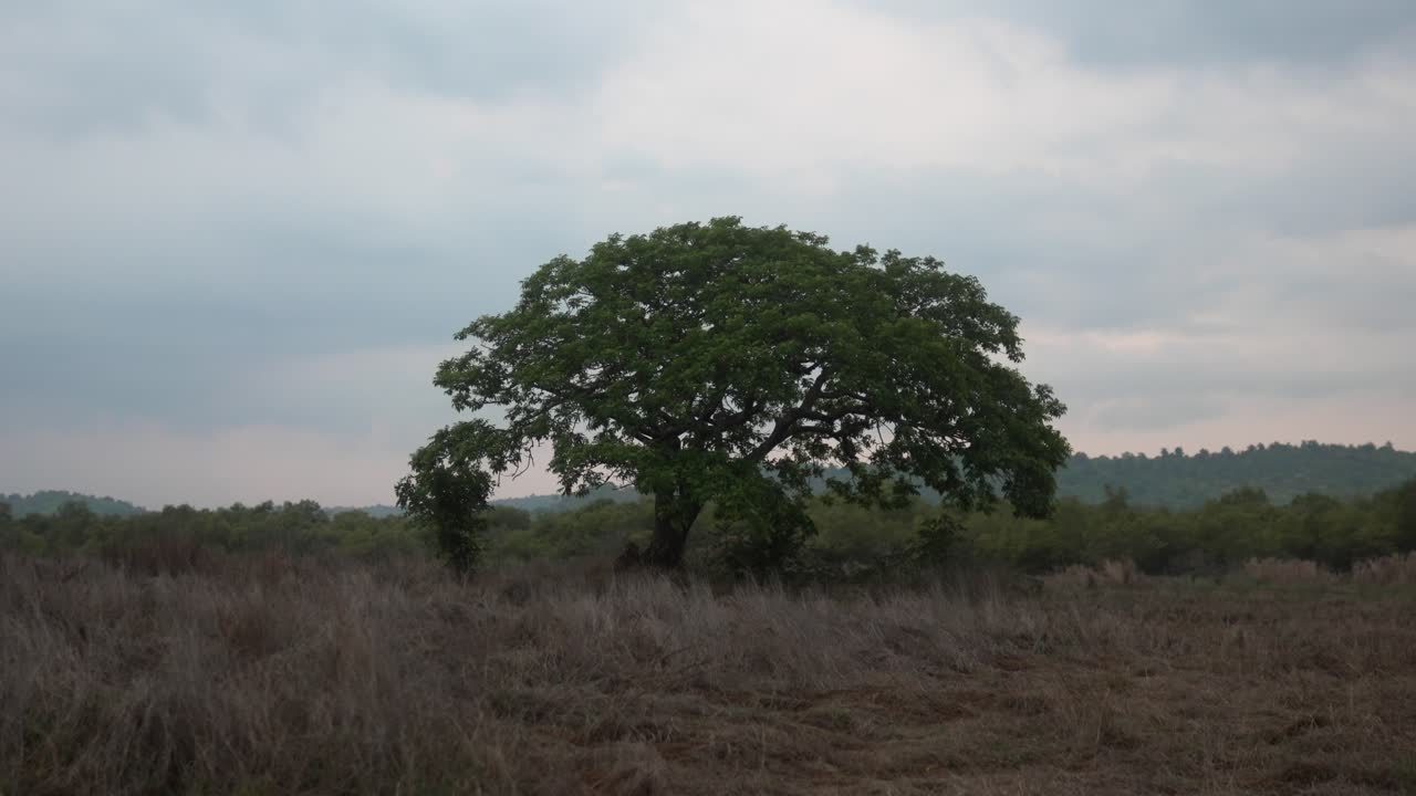 Lone tree stands in open field under cloudy sky