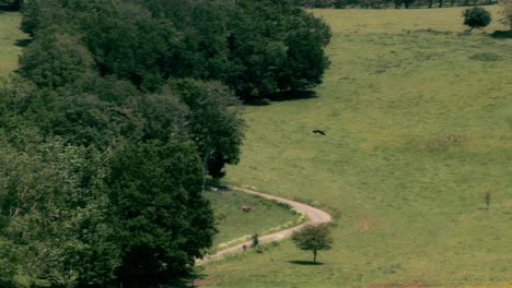 Sea-Testigo-De-La-Belleza-De-La-Campiña-Francesa-En-Primavera-Con-Este-Video-De-Un-Tractor-Cosechando-Cultivos,-Completo-Con-Aves-Rapaces-En-El-Cielo