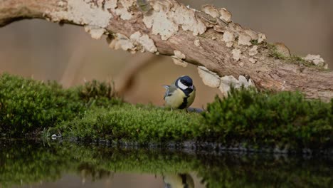 a bird perched on moss in a forest in clinge, zeeland, captured in super slow motion