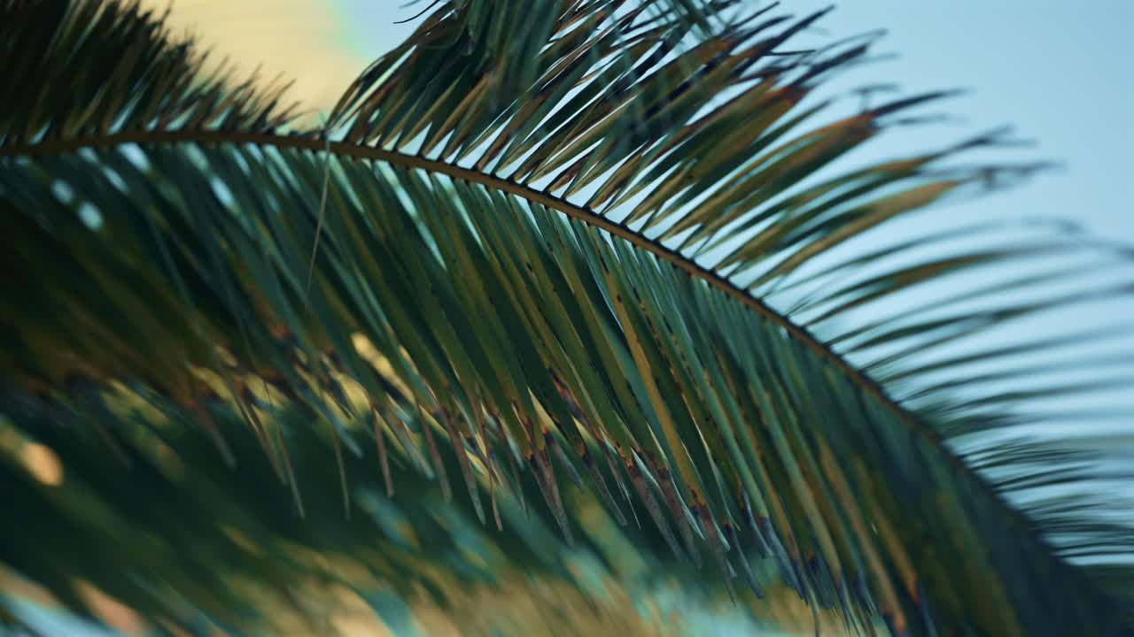 Close up of a green palm frond swaying lightly against a clear sky, with shallow depth of field and soft coastal light