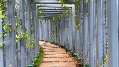 pov inside corridor at the park with pergola and climbing vines