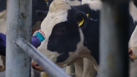little girl touching a cow on a cold winters day