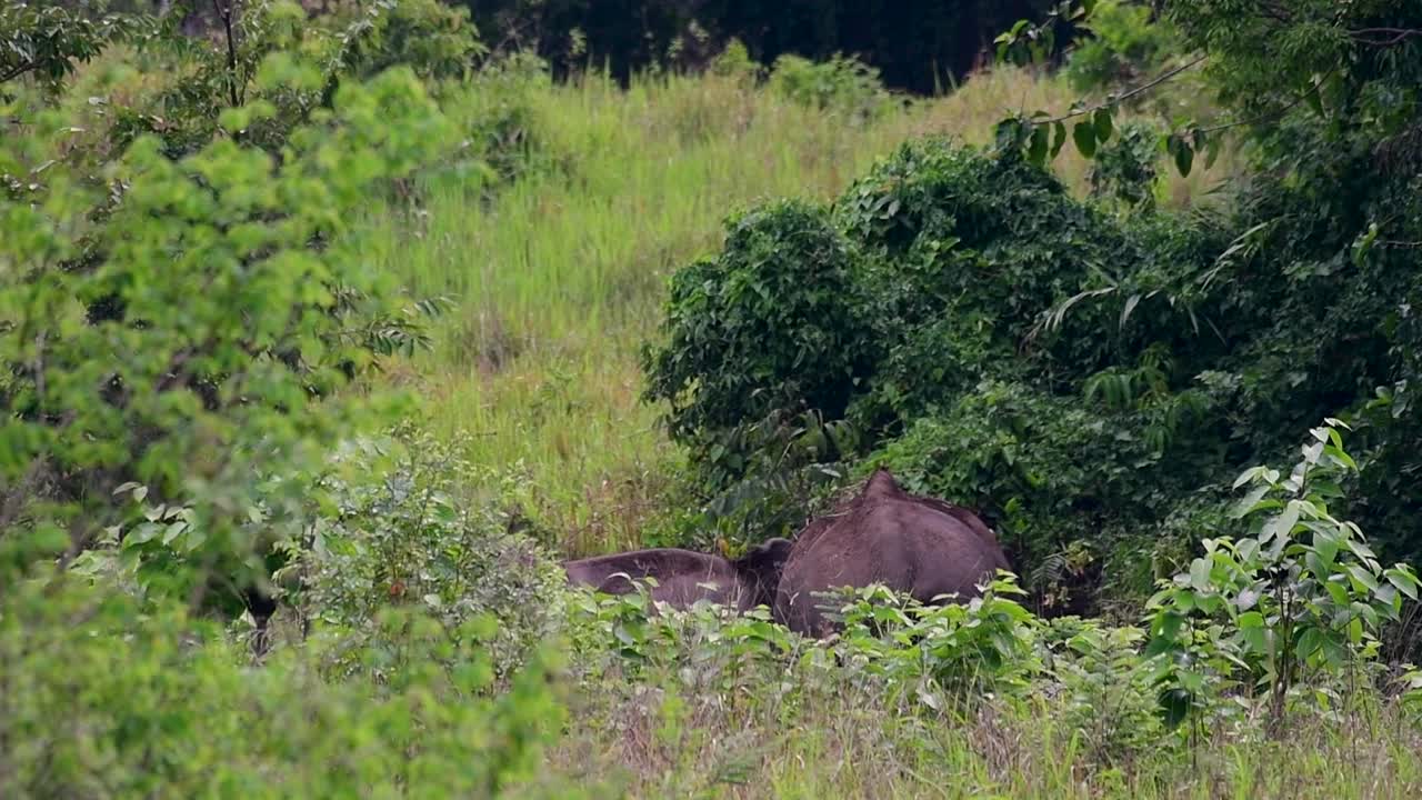 Asya filleri nesli tükenmekte olan türlerdir ve aynı zamanda Tayland'ın yerli sakinleridir