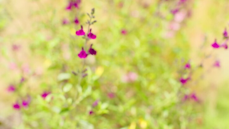 Close Up Of Flowers On Salvia Plant Growing Outdoors In Garden 5