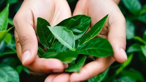 a person holding a bunch of green leaves in their hands