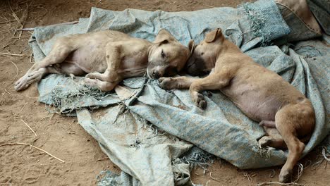 couple of puppies sleeping on a ground tarp