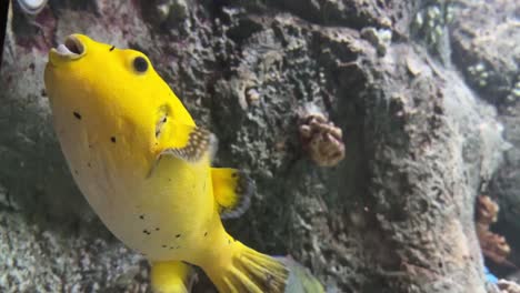 bright yellow puffer fish guineafowl