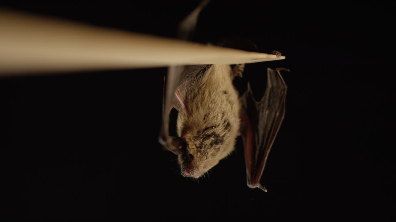 коричневая летучая мышь, изолированная на черном фоне