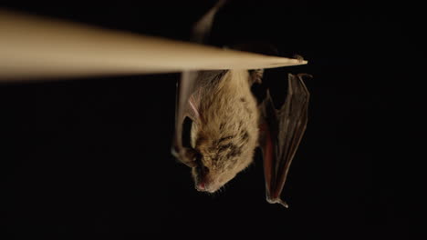 a brown bat isolated on black background