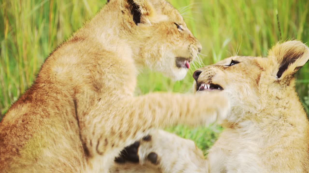 아프리카 에서 놀고 있는 사자 새끼 들 의 느린 움직임, 사랑스러운 귀여운 어린 사파리 동물 들, 사자 들 이 아프리카 야생 사파리 에서 풀 에서 싸우고 놀고 있다.