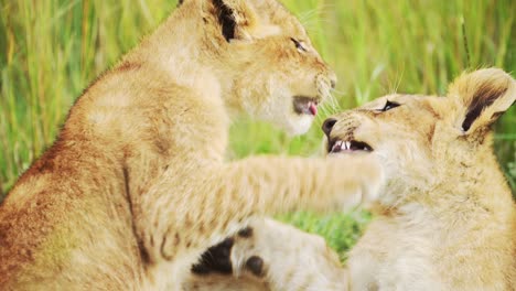 Cámara-Lenta-De-Cachorros-De-León-Jugando-En-áfrica,-Adorables-Y-Lindos-Animales-De-Safari,-Leones-Juegan-Peleando-En-La-Hierba-En-Un-Safari-Africano-De-Vida-Silvestre-En-Masai-Mara,-Kenia-En-Pastos-Verdes-De-Masai-Mara