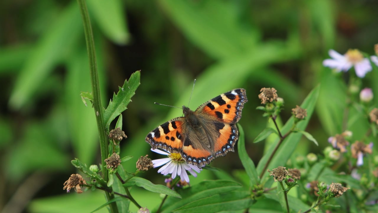 Una piccola farfalla vanessa dell'ortica (Aglais urticae) che si nutre su un fiore a fine estate. Powys, Galles. Regno Unito.