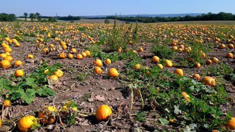 Pumpkins-In-Pumpkin-Patch-During-Summer---drone-shot