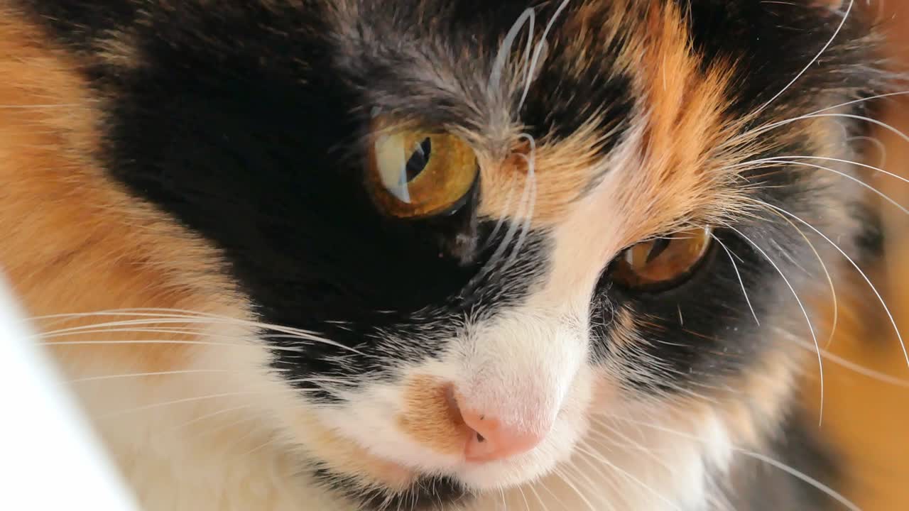 el hocico de un gato peludo tricolor, mira hacia abajo con grandes ojos amarillos, largo bigote blanco