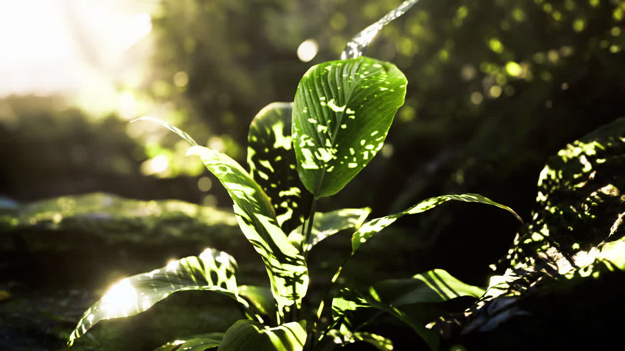 Sunlight filtering through leaves in a lush forest setting