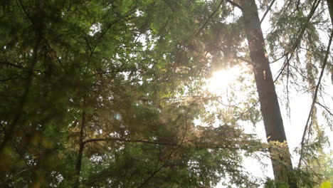 cerca de pinos en un bosque soleado con un destello de lente en 4k