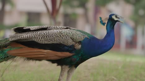 close up handheld shot of male hand feeding loose peacock in park