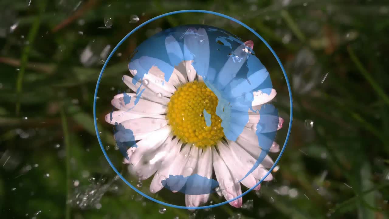 일반적 인 치크위드 의 가까운 모습