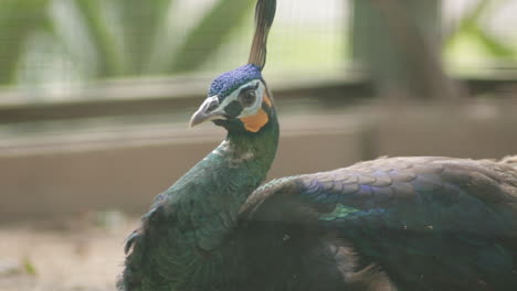 pavo real verde en un hábitat de parque de vida silvestre mirando hacia la cámara