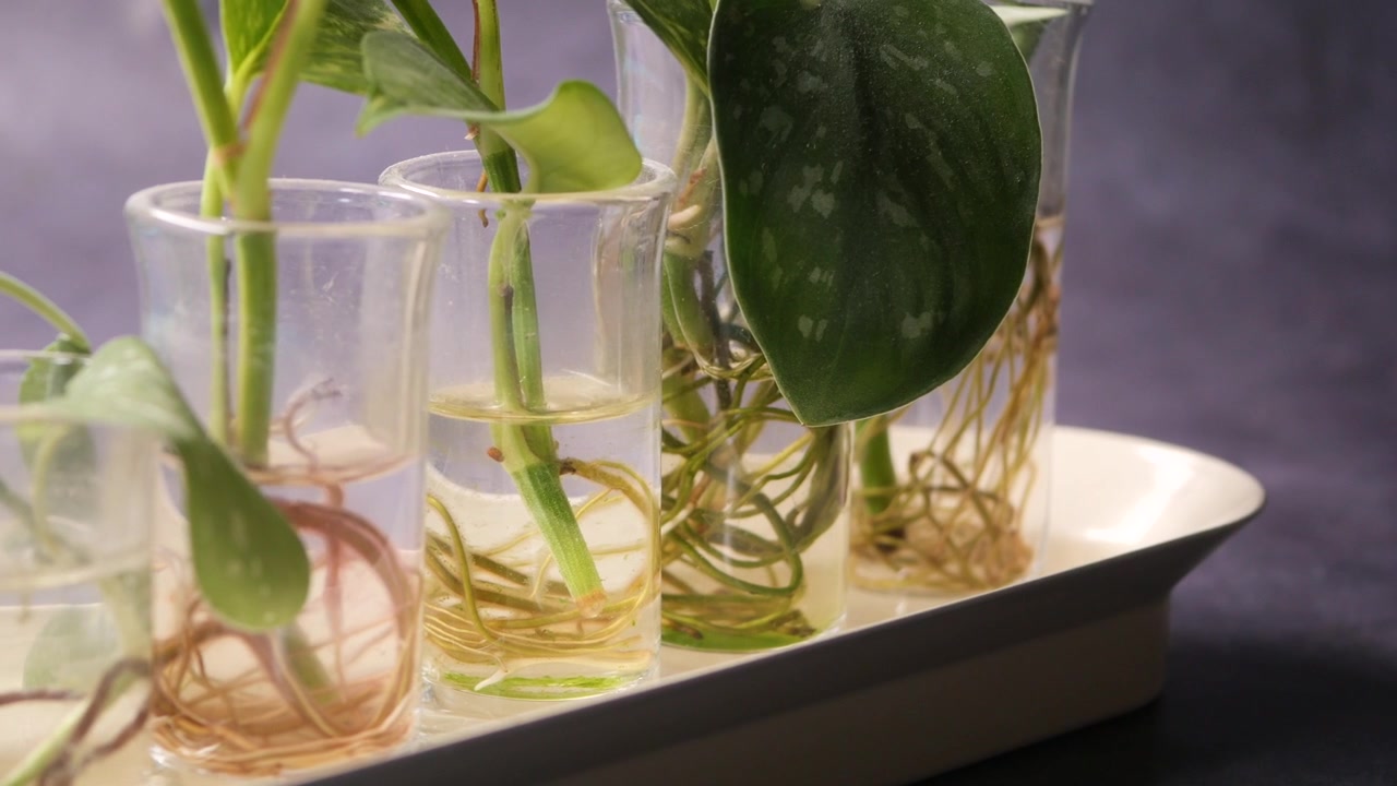 ガラスの花瓶で発根中の小さな観葉植物の挿し木