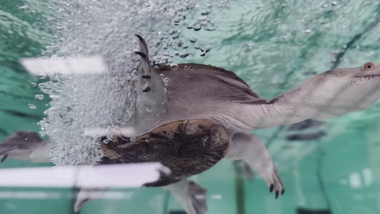 수중에서 수영하는 거북이