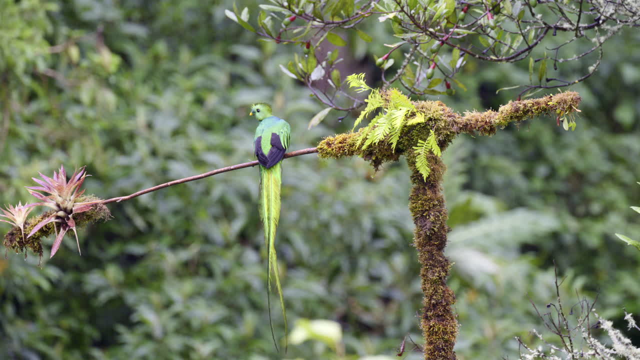 resplandecente macho de quetzal posado en una rama, volando lejos, san gerardo costa rica