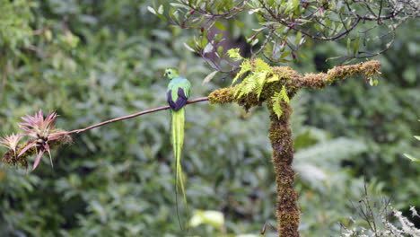 Resplendent-Quetzal-male-perched-on-branch,-flying-away,-San-Gerardo-Costa-Rica