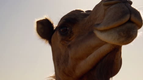 close-up of a camel's face