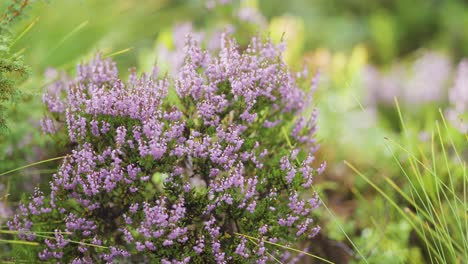 Wunderschöne-Hellrosa-Heideblüten,-Umgeben-Von-Grünem-Gras-Und-Immergrünen-Zwergpflanzen