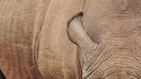 Closeup-detail-of-African-Wildlife-Rhino-ears-while-grazing-in-Maasai-Mara-National-Reserve,-Kenya,-Masai-Mara-North-Conservancy