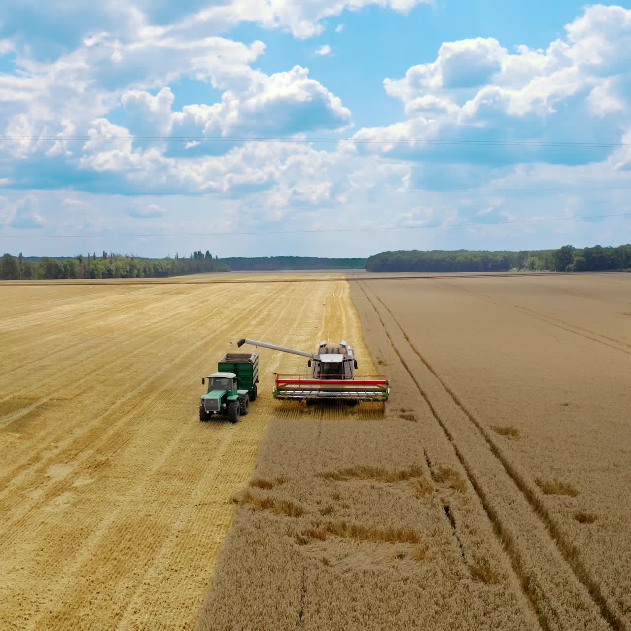 Maatalouskoneet työskentelevät pellolla. Puimuri kaataa kuivia siemeniä traktorin peräkärryyn. Keltainen pelto sinisen taivaan alla sadonkorjuukaudella. Panoraamanäkymä.