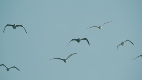 slow motion cinematic shot of seagulls flying in a blue sky over the ocean