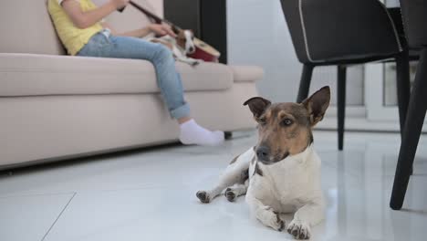 camera focuses on a dog lying on the floor, a blond boy sitting on the sofa caresses his other dog in the background